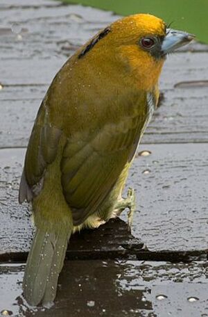 Prong-billed Barbet
