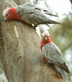 Galah