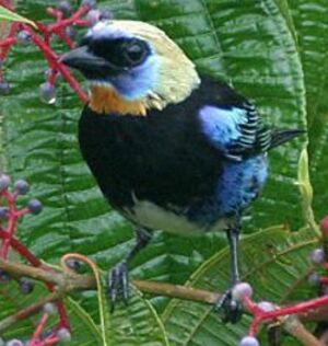 Golden-hooded Tanager