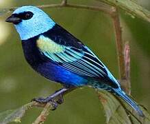 Blue-necked Tanager