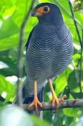 Plumbeous Forest Falcon