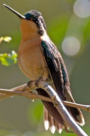 Colibri � gorge pourpr�e