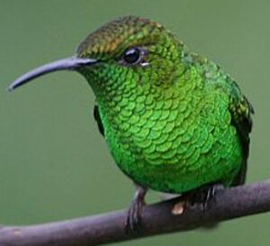 Colibri � t�te cuivr�e