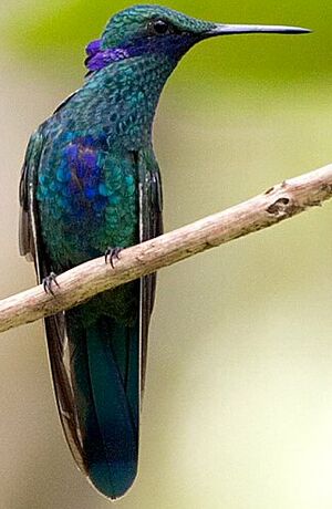 Colibri anaïs