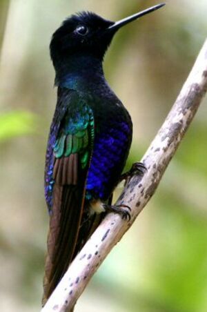Colibri de Jardine