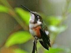 Colibri de Mulsant
