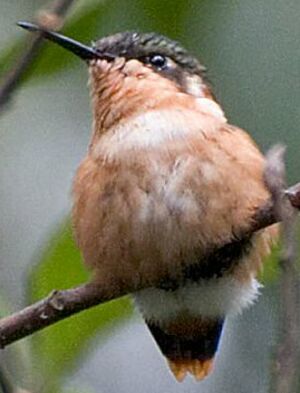 Colibri h�liodore
