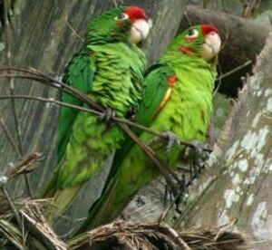 Conure de Finsch
