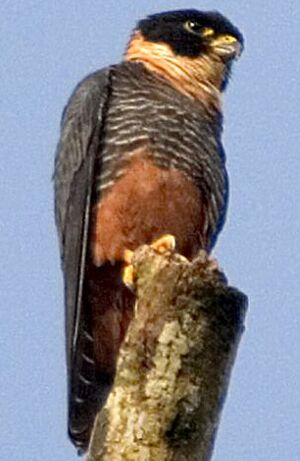 Faucon des chauves-souris