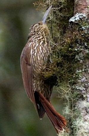 Spot-crowned Woodcreeper