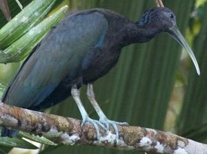 Green Ibis