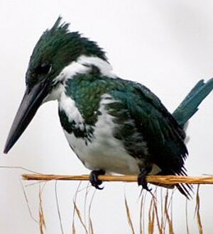 Martin-pêcheur d'Amazonie