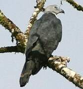 Grey-headed Kite