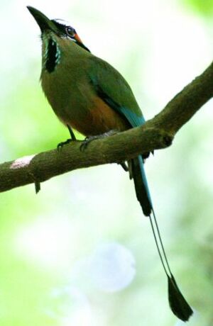 Motmot à sourcils bleus
