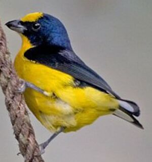 Thick-billed Euphonia