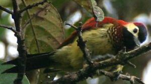 Crimson-mantled Woodpecker