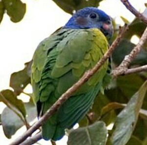 Pione � t�te bleue