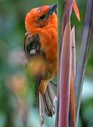 Flame-colored Tanager