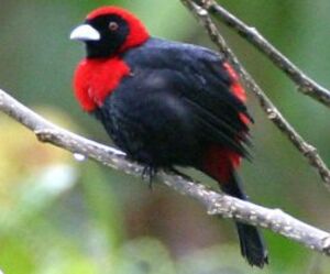Crimson-collared Tanager