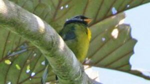 Moss-backed Tanager