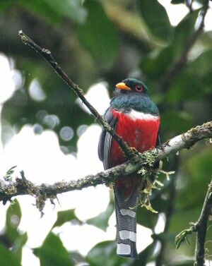 Trogon masqué