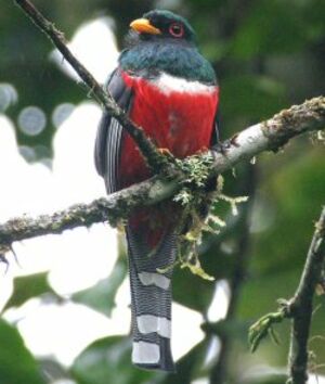 Trogon masqué
