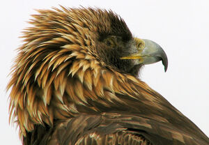 Golden Eagle