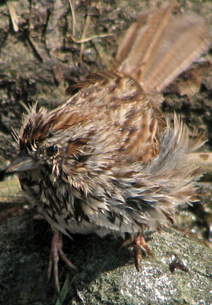 Song Sparrow