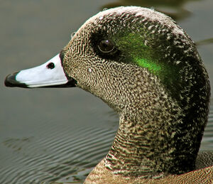 American Wigeon