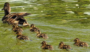 Mallard