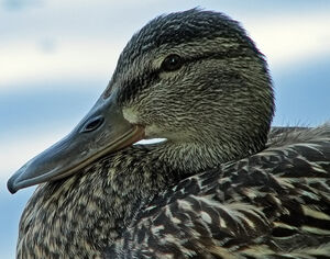 Mallard