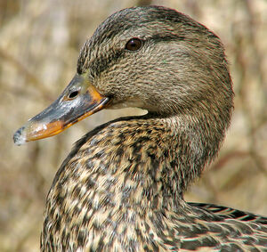 Canard colvert