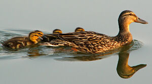 Canard colvert