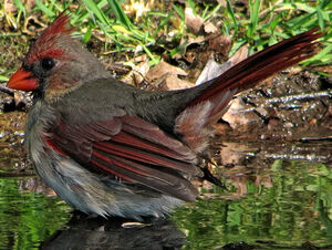 Northern Cardinal