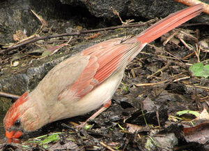 Northern Cardinal