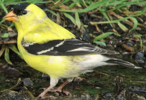 American Goldfinch