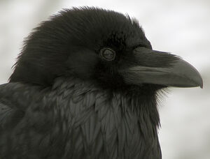 Northern Raven 
&copy; Luc Durocher