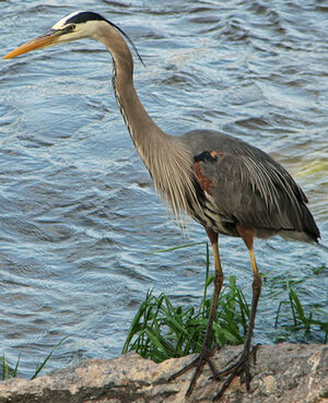 Great Blue Heron