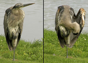 Great Blue Heron