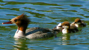 Common Merganser 
&copy; Luc Durocher