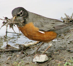 American Robin