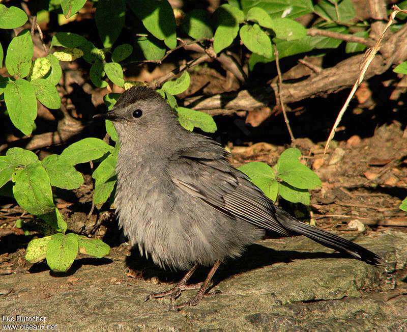 Grey Catbirdjuvenile, identification