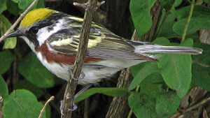 Paruline � flancs marron