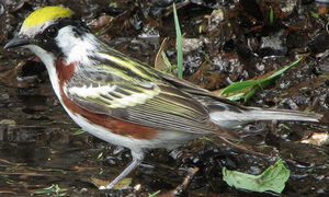 Paruline � flancs marron