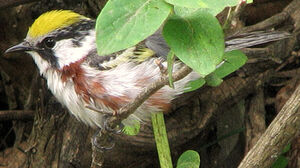 Paruline � flancs marron