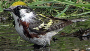 Paruline � flancs marron