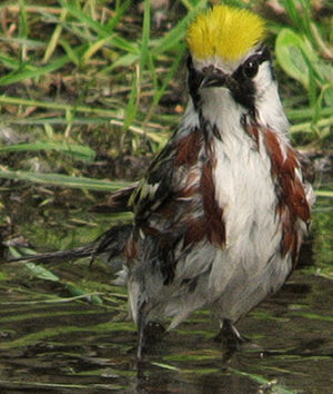 Paruline � flancs marron