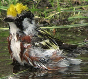 Paruline � flancs marron