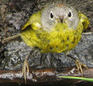 Paruline � joues grises