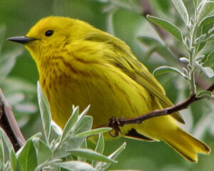 Mangrove Warbler